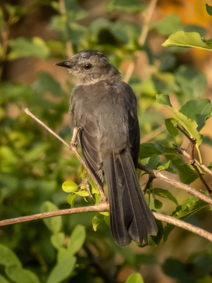 Gray Catbird - ML641889455