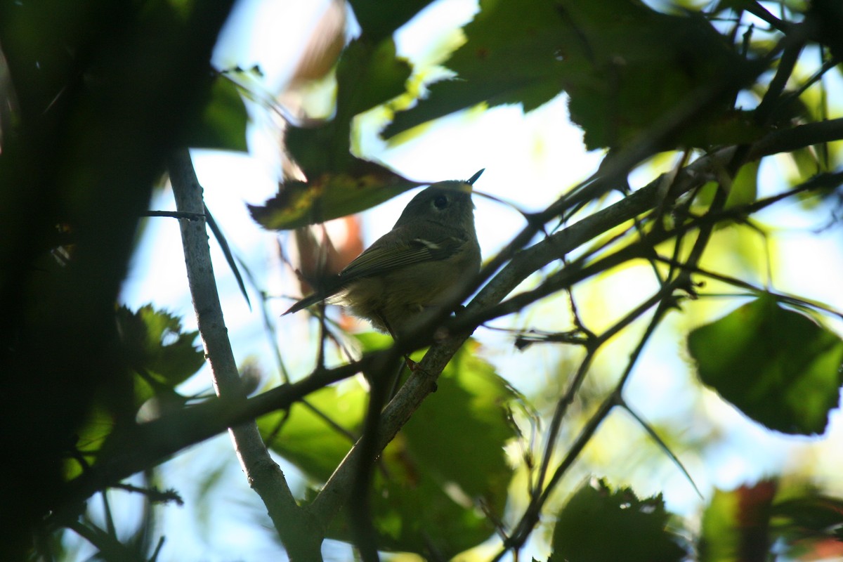Ruby-crowned Kinglet - ML641889461