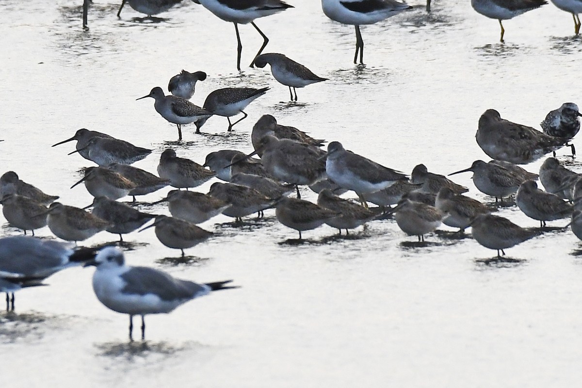 Aguja Café - ML641889465