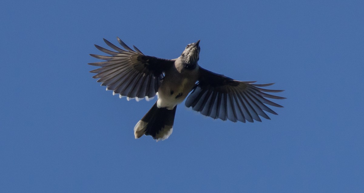 Blue Jay - ML641889476