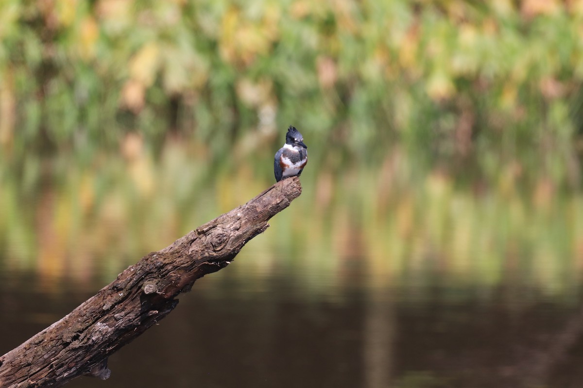 Belted Kingfisher - ML641889481
