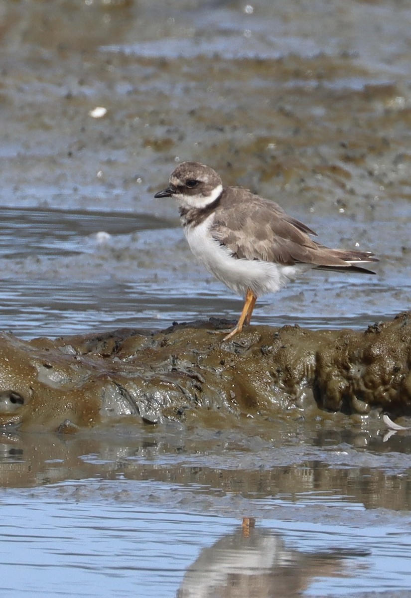 Common Ringed Plover - ML641889488