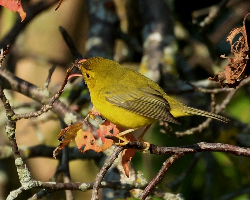 Wilson's Warbler - ML641889498