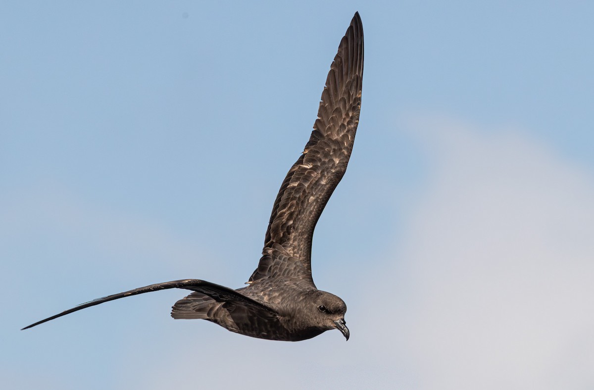 Тайфунник довгокрилий - ML641889511