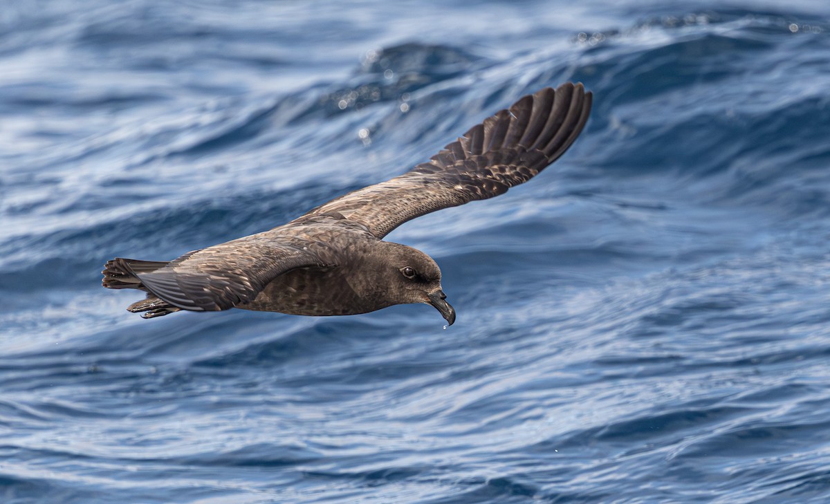 Тайфунник довгокрилий - ML641889512