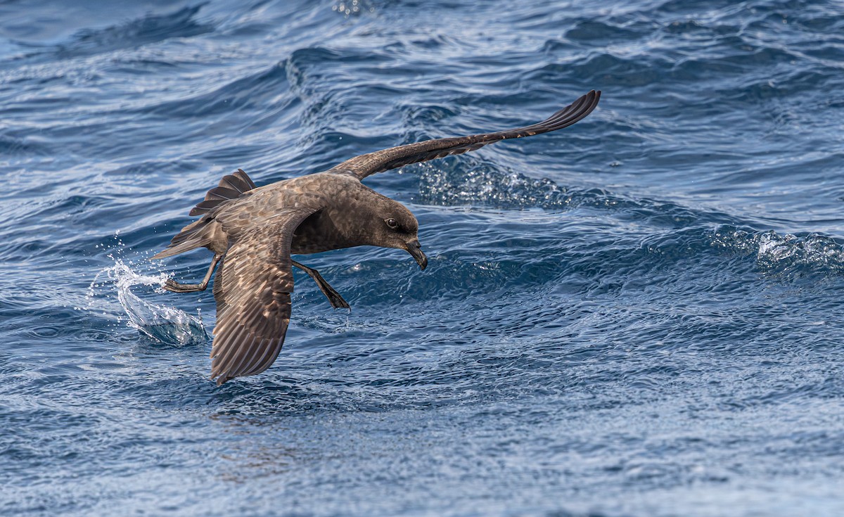 Тайфунник довгокрилий - ML641889513