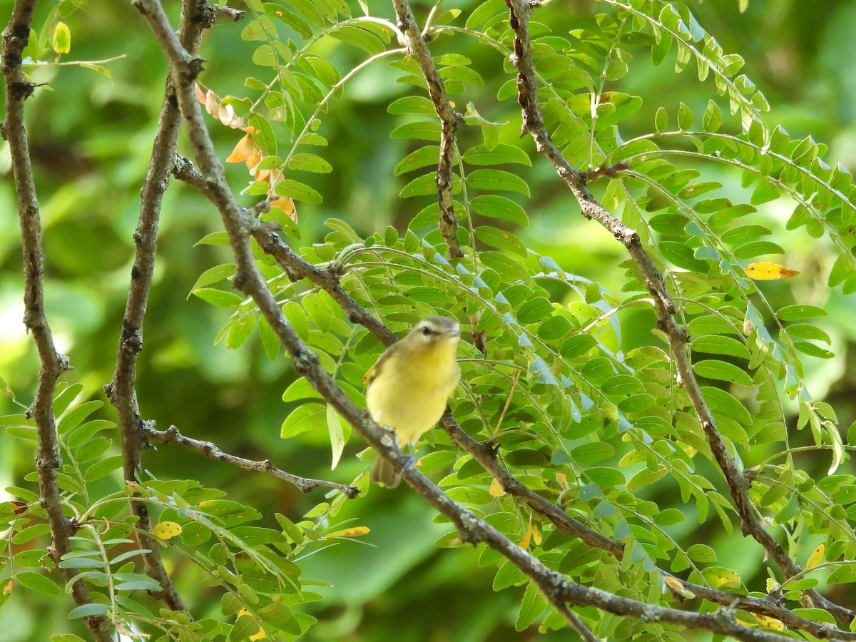 Vireo de Filadelfia - ML641889525