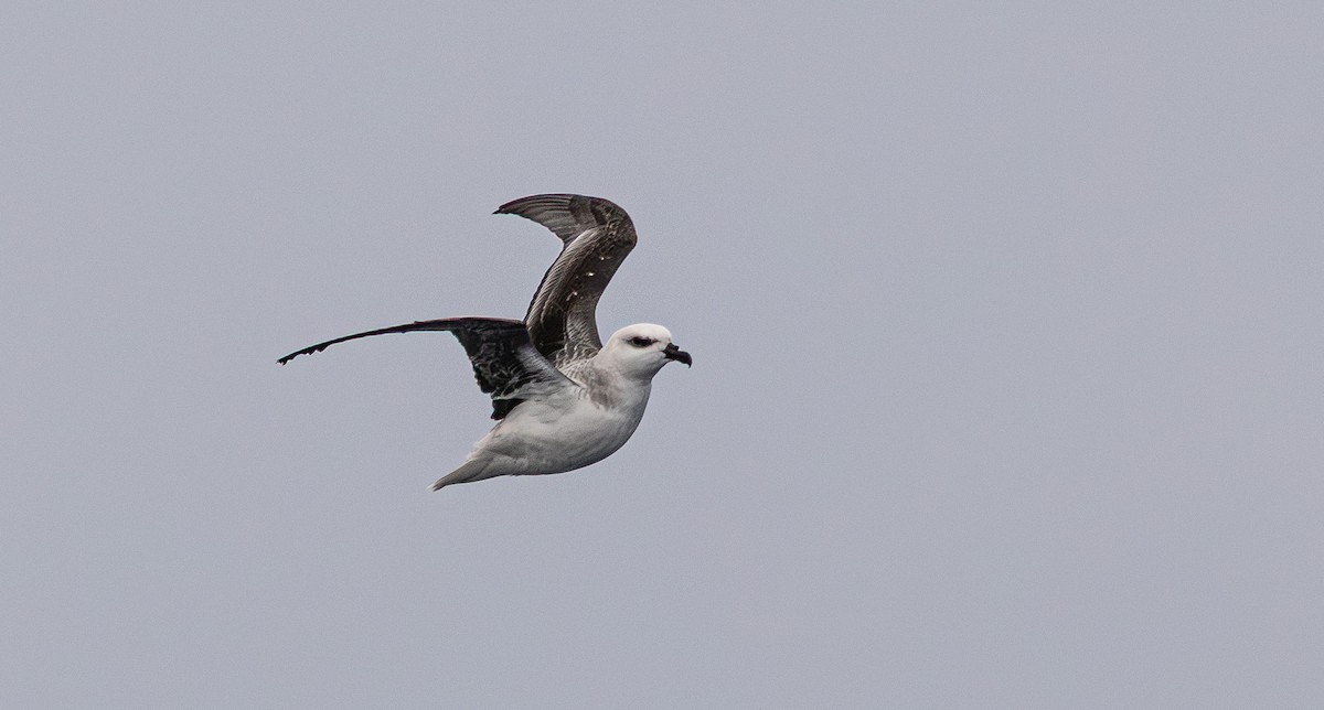 White-headed Petrel - ML641889529