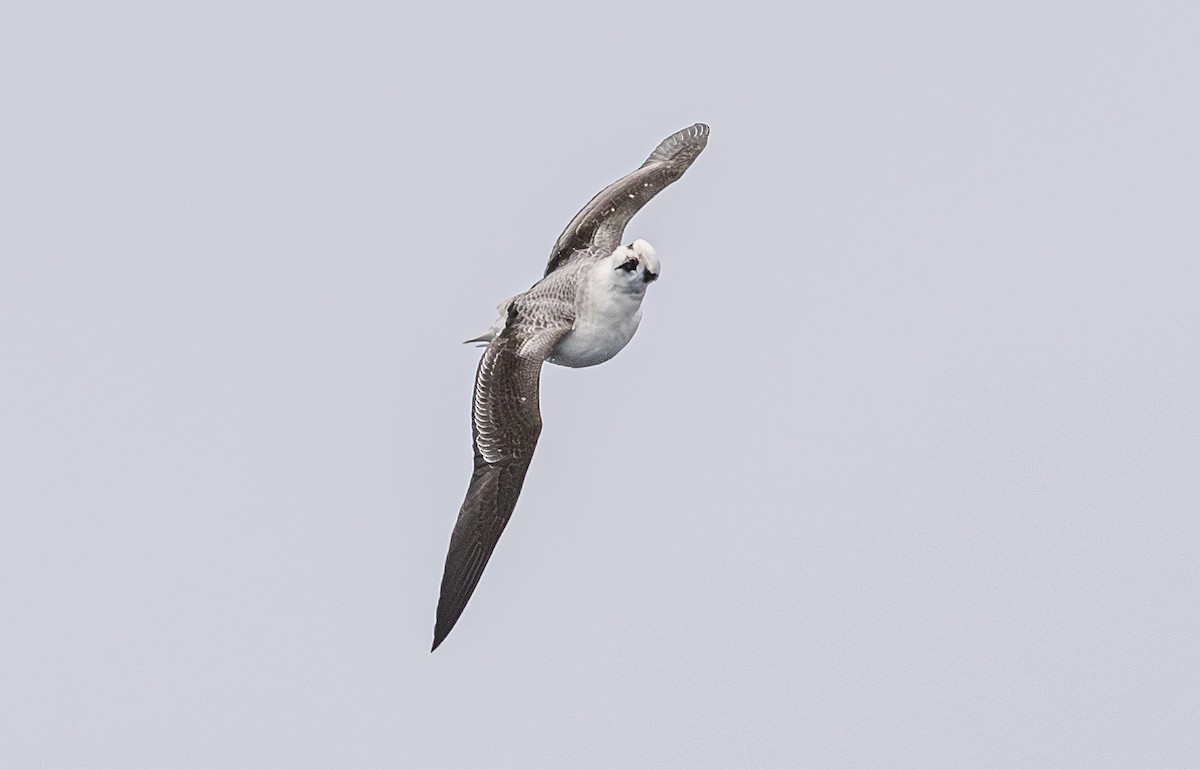White-headed Petrel - ML641889530