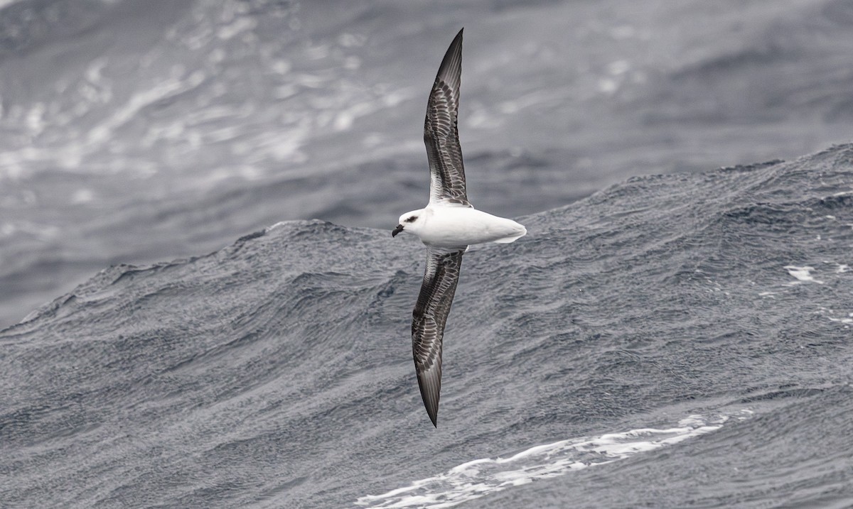 White-headed Petrel - ML641889531
