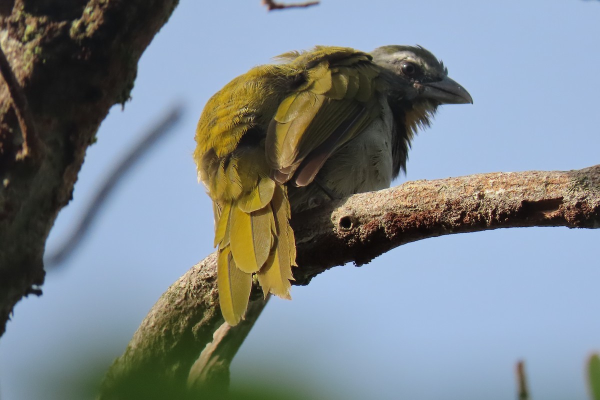 Buff-throated Saltator - ML641889539
