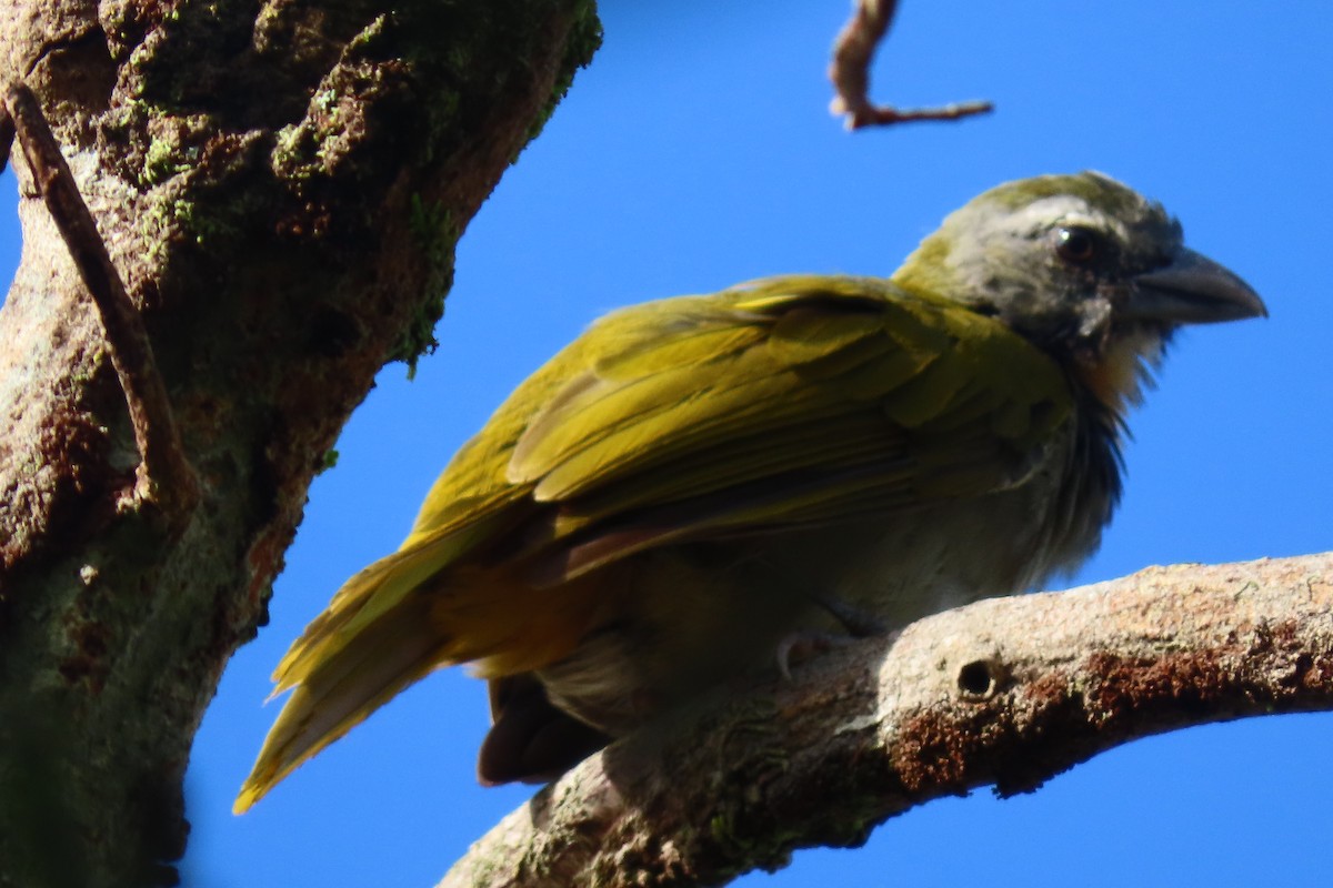 Buff-throated Saltator - ML641889540