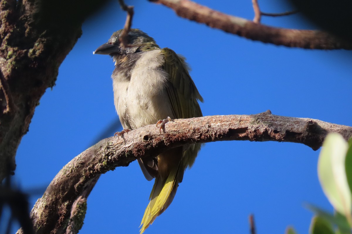 Buff-throated Saltator - ML641889541