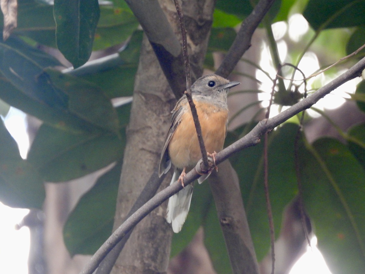 White-rumped Shama (White-rumped) - ML641889545