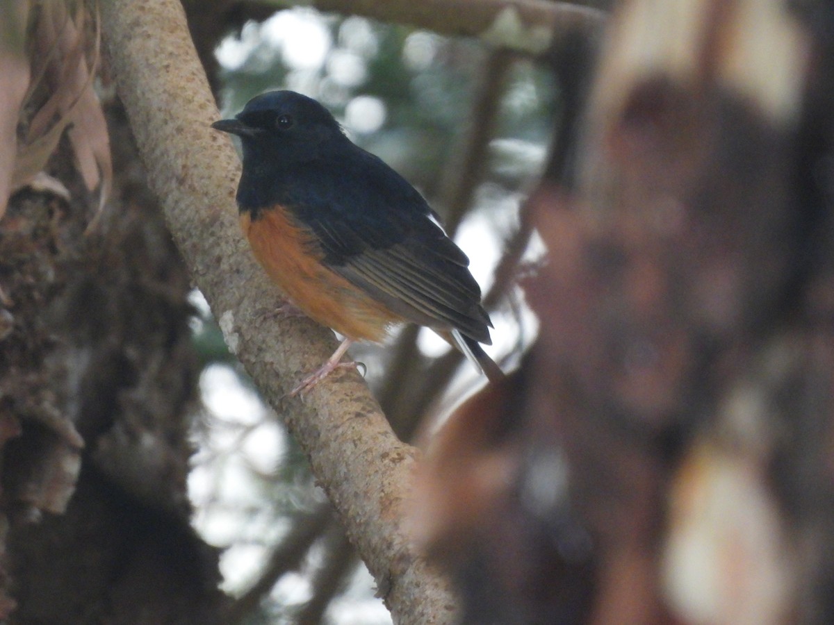 White-rumped Shama (White-rumped) - ML641889546