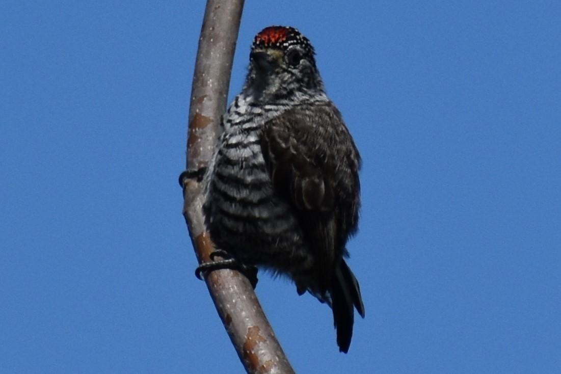 Carpinterito Variable - ML641889551