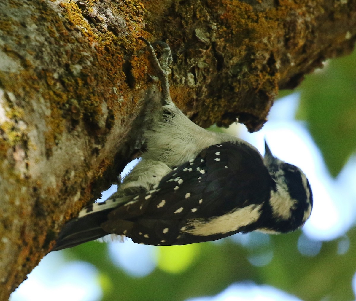 Downy Woodpecker - ML641889568