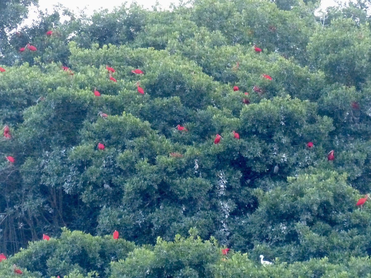 Ibis rouge - ML641889637