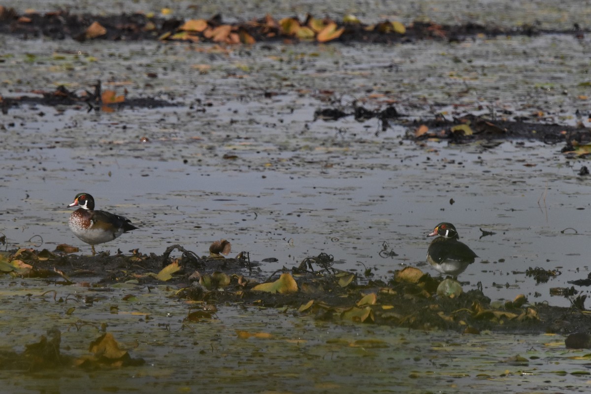 Wood Duck - ML641889649