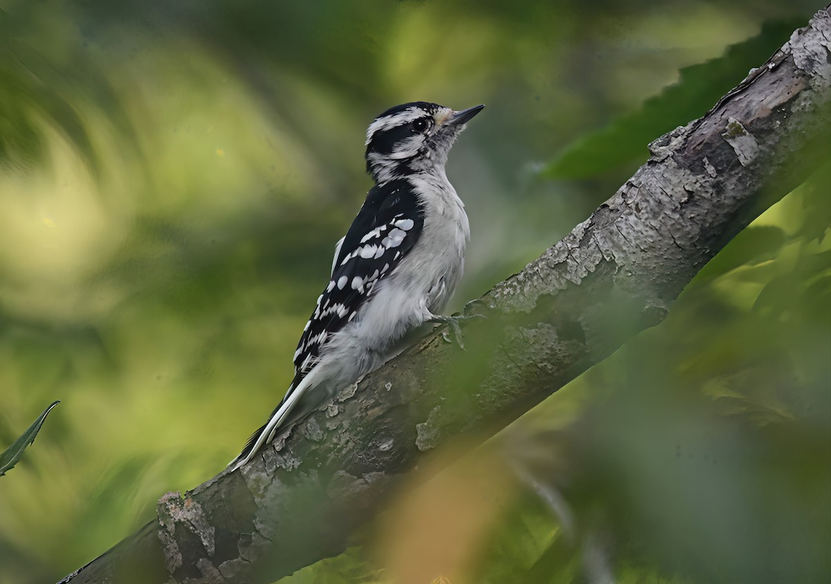 Downy Woodpecker - ML641889659