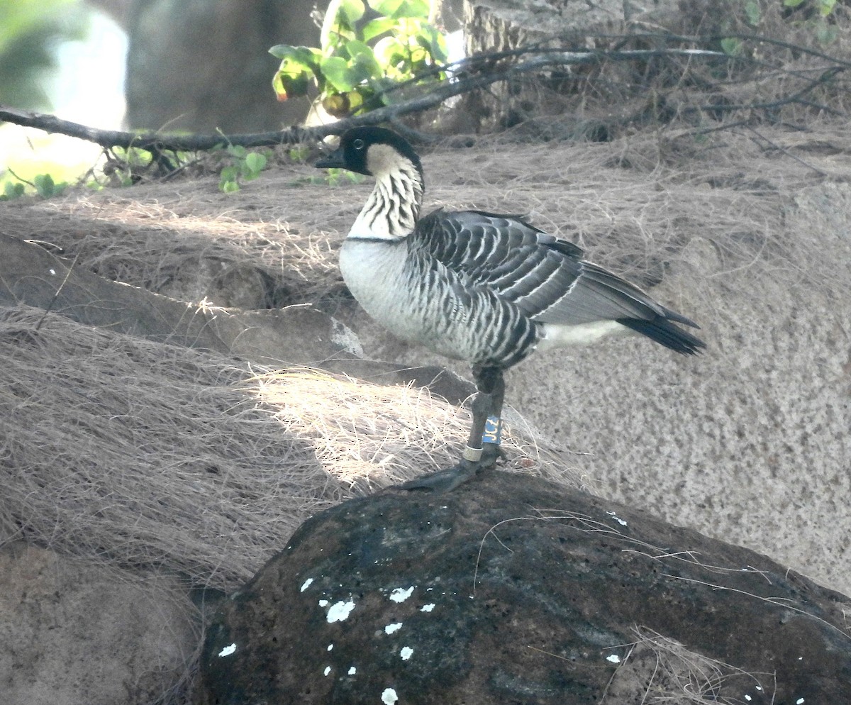 Nene - ML641889660