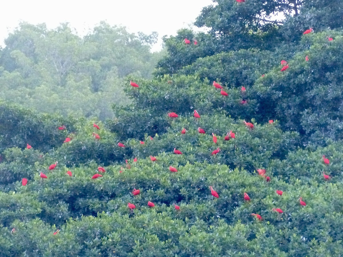 Ibis rouge - ML641889677