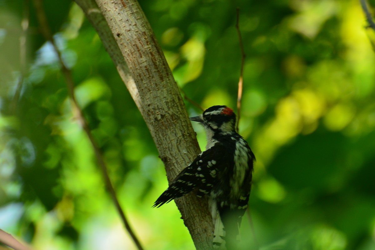 Downy Woodpecker - ML641889683