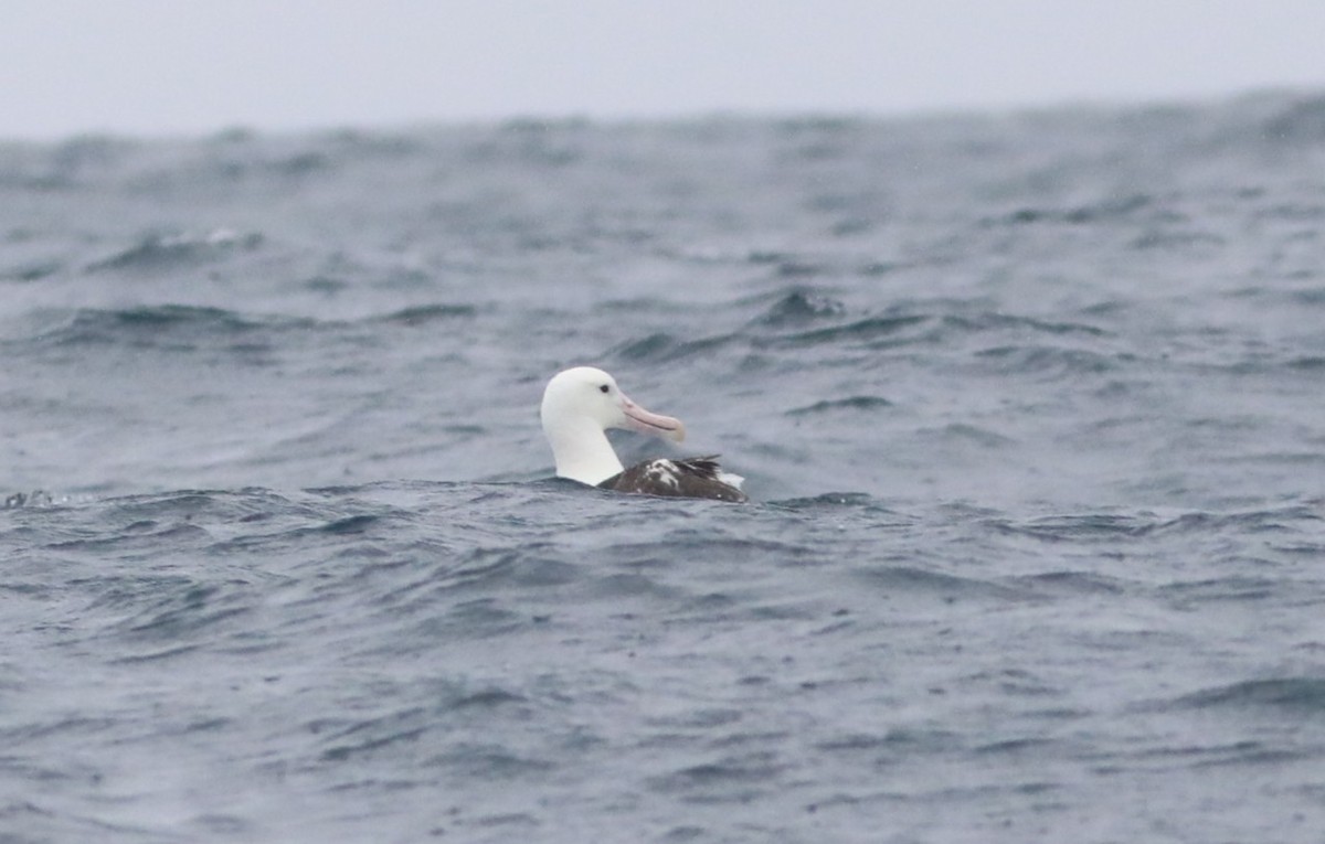 Northern Royal Albatross - ML641889685