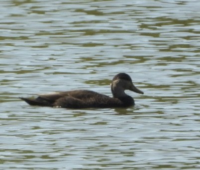 American Black Duck - ML641889709