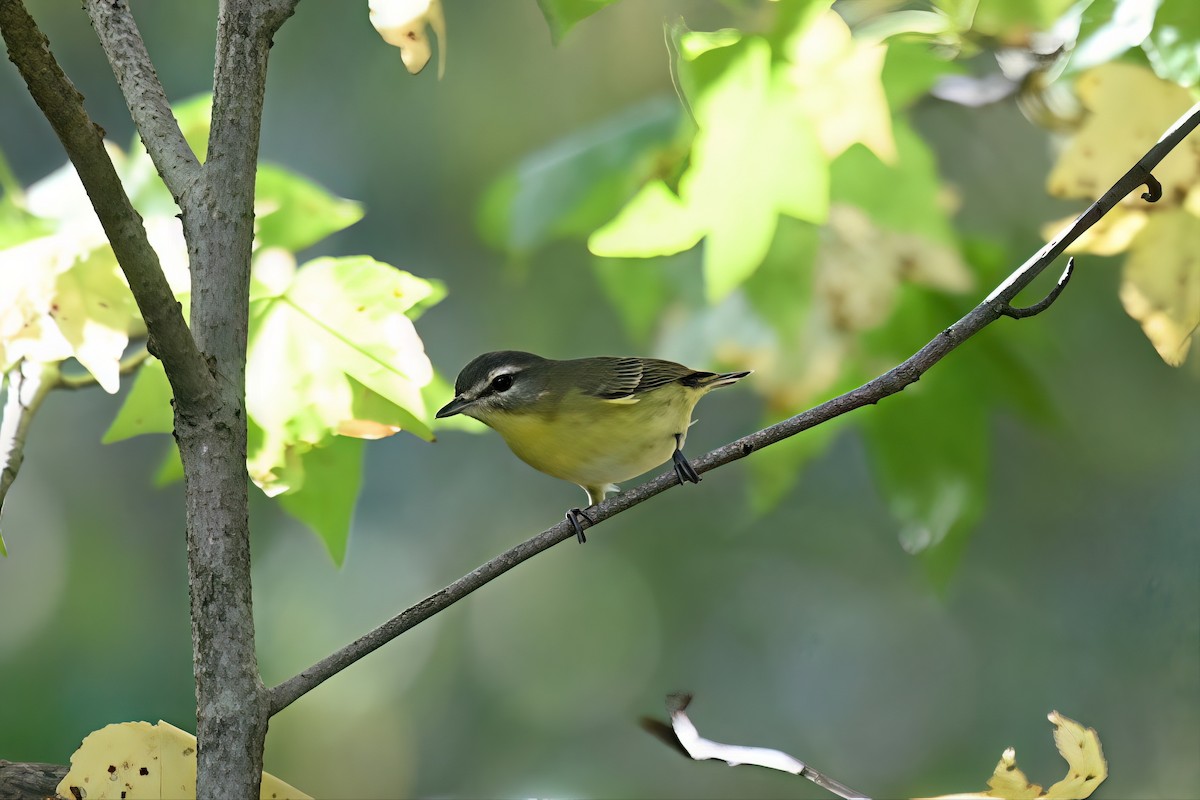 Vireo de Filadelfia - ML641889717