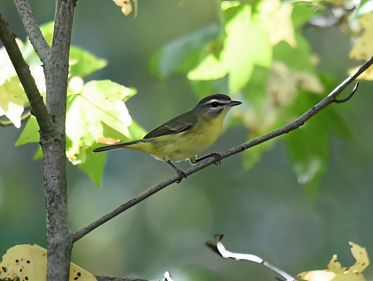Vireo de Filadelfia - ML641889722