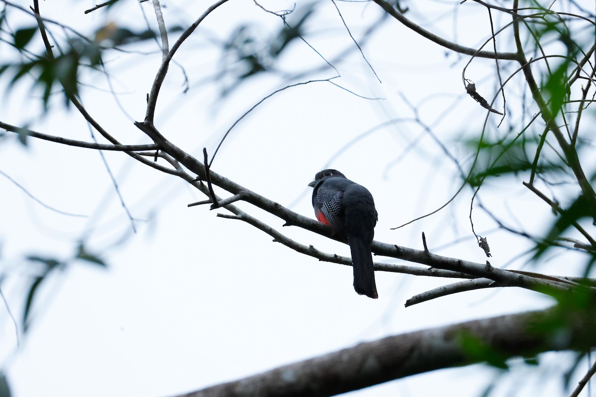Blue-crowned Trogon - ML641889726