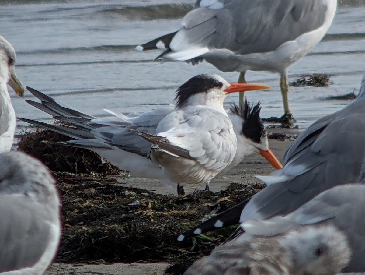 Elegant Tern - ML641889735