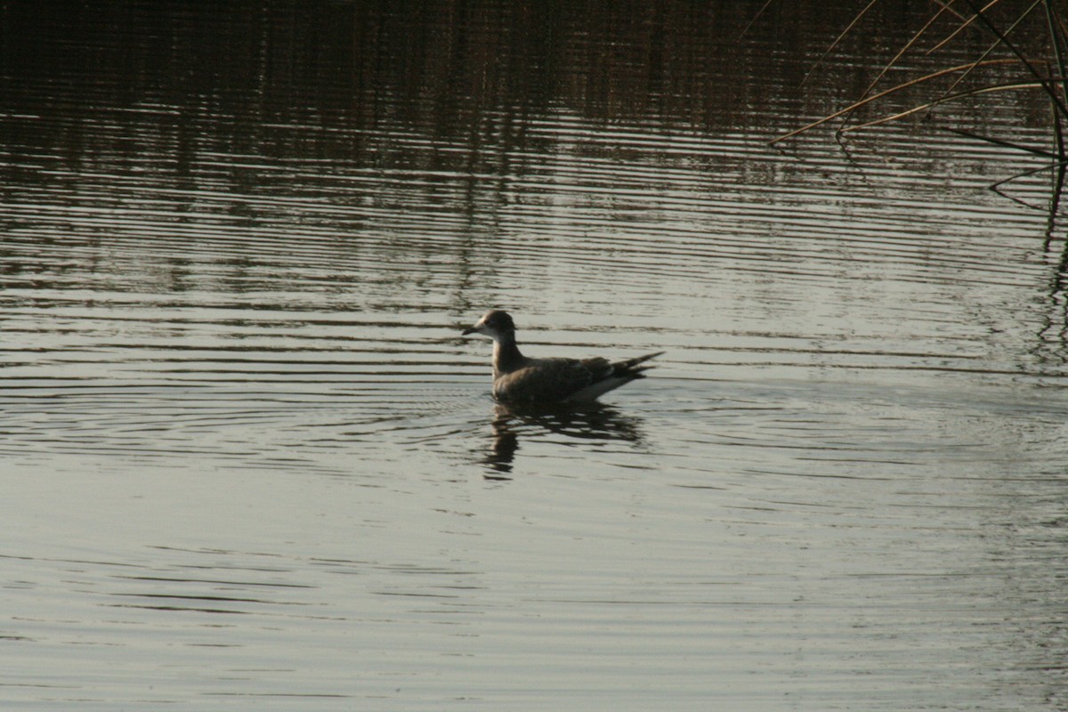 Sabine's Gull - ML641889739