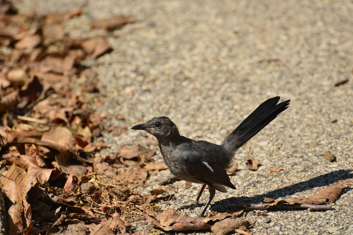 Gray Catbird - ML641889742