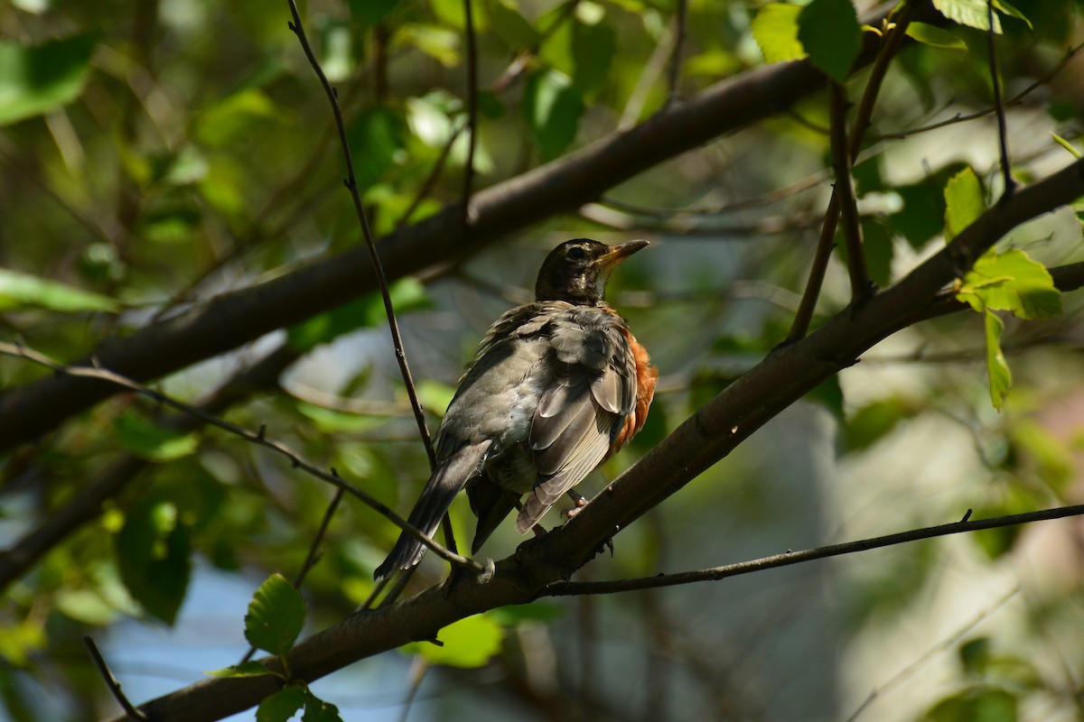 American Robin - ML641889756