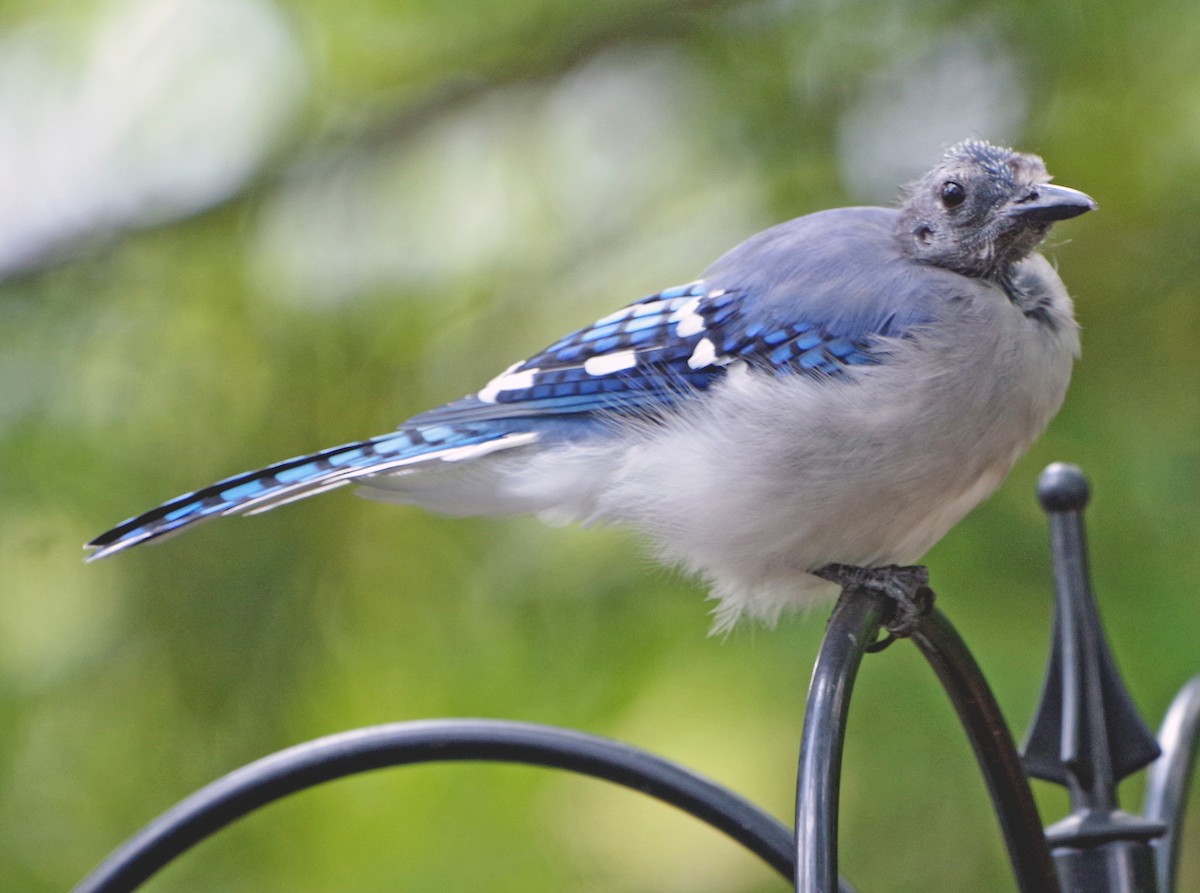 Blue Jay - ML641889764