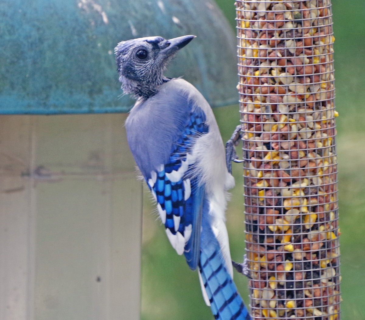Blue Jay - ML641889765