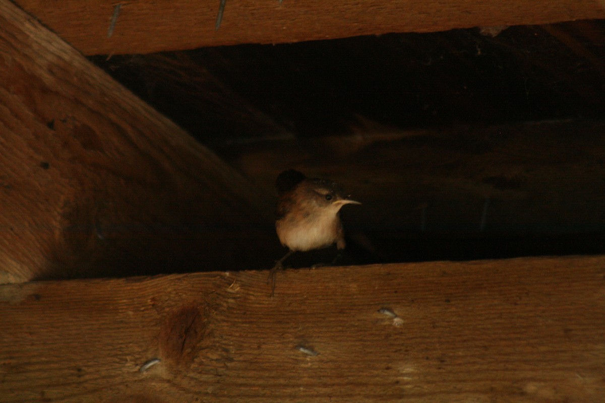 Marsh Wren - ML641889766