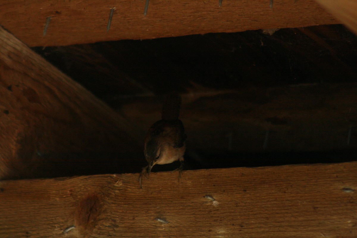 Marsh Wren - ML641889767