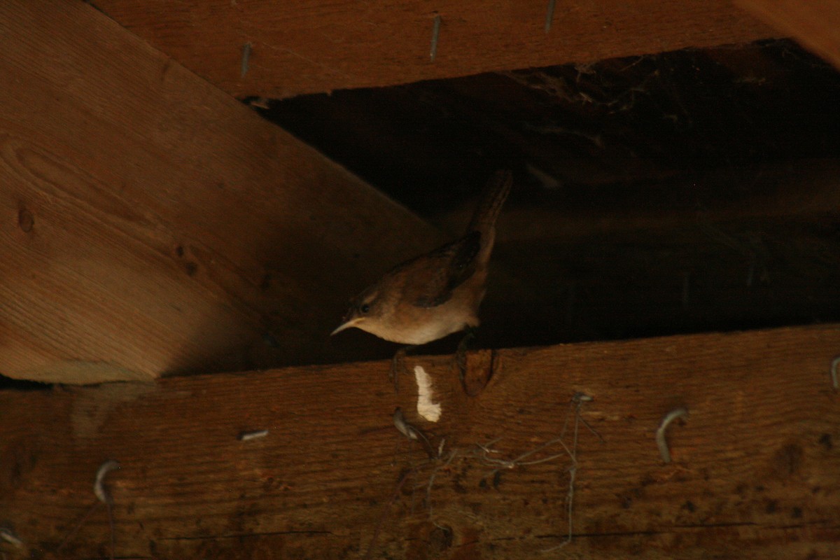 Marsh Wren - ML641889768