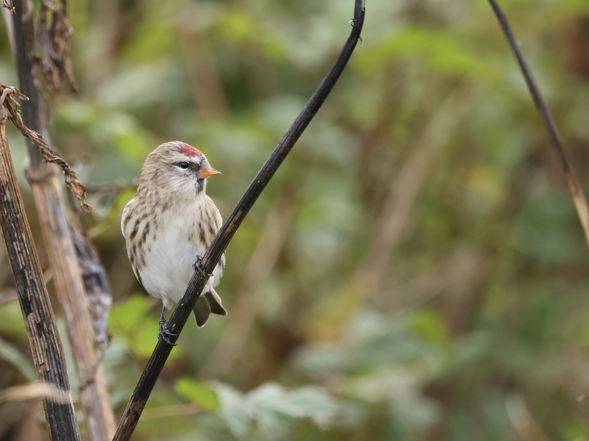 Redpoll (Common) - ML641889783
