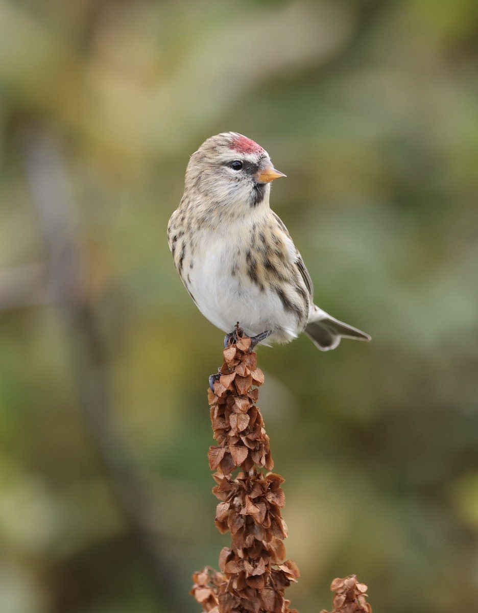 Redpoll (Common) - ML641889785