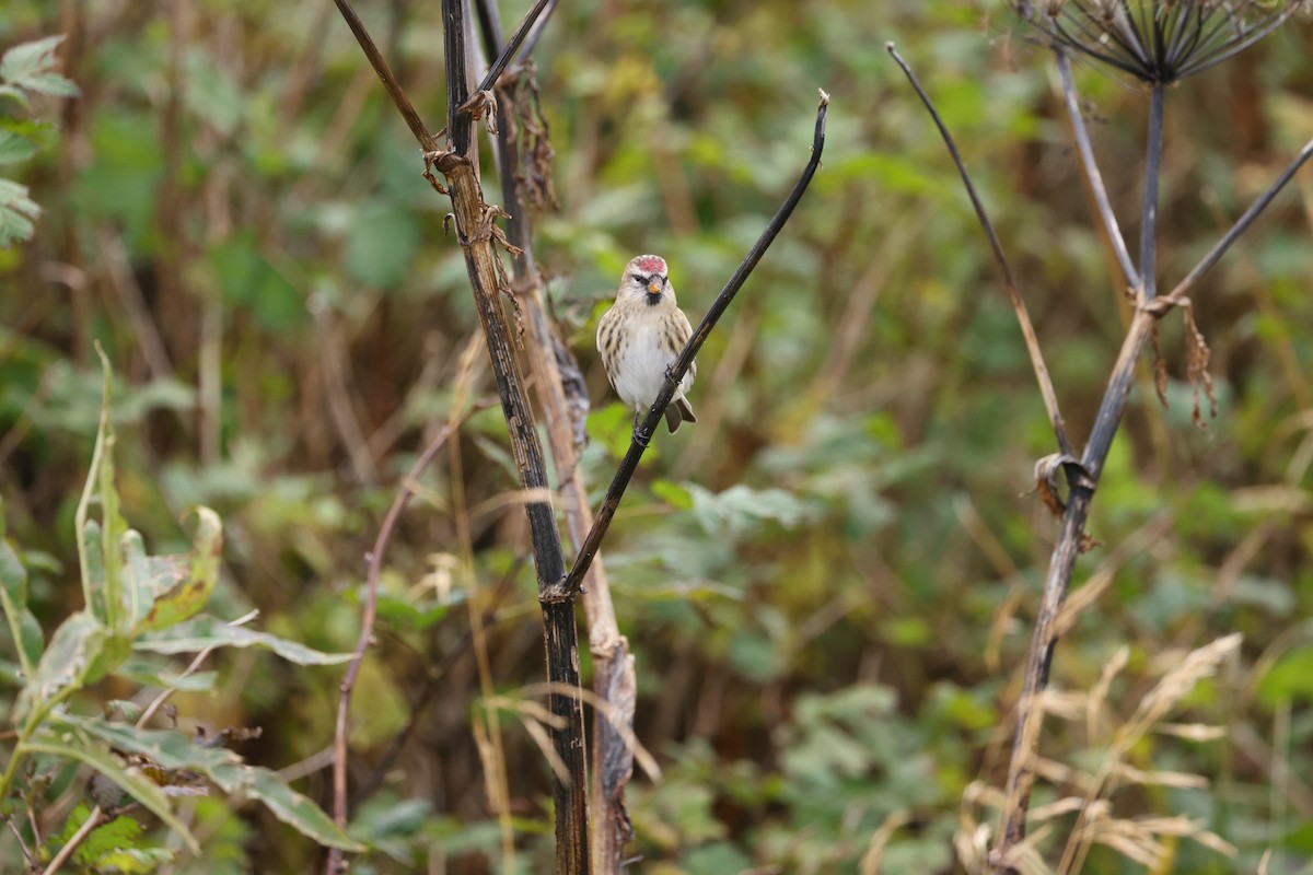 Redpoll (Common) - ML641889788
