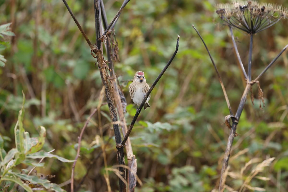 Redpoll (Common) - ML641889789