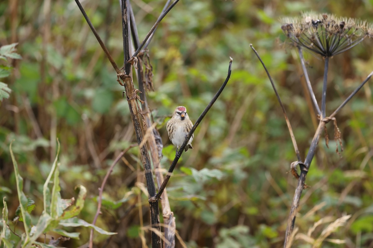 Redpoll (Common) - ML641889790