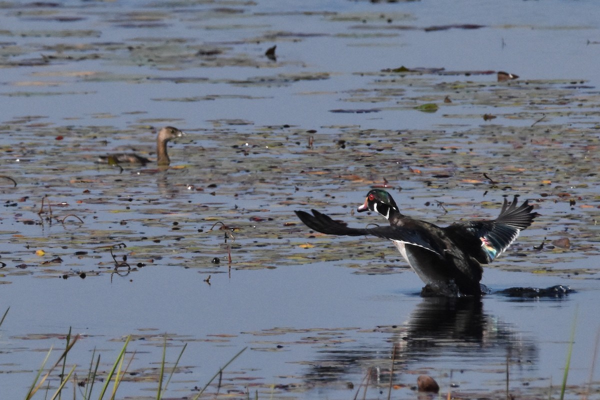 Pied-billed Grebe - ML641889793