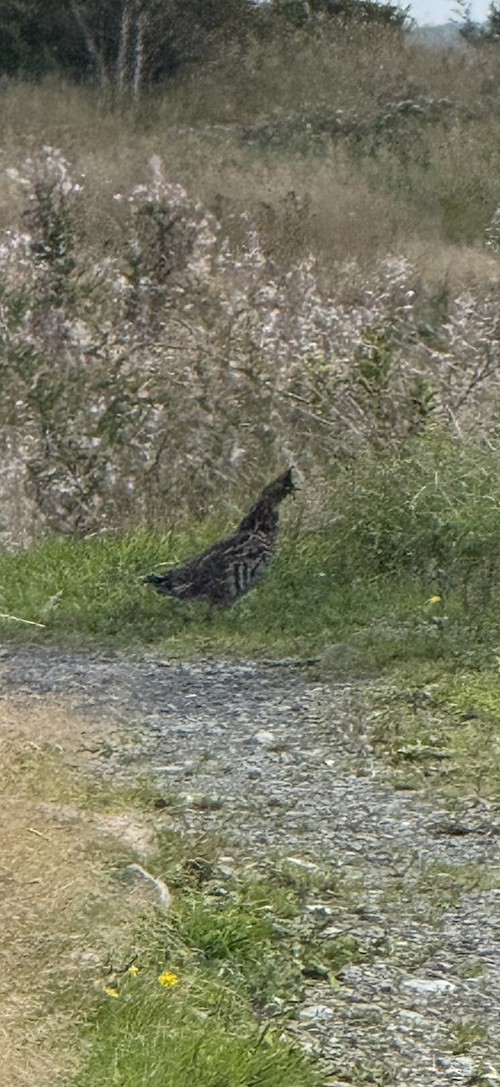 Ruffed Grouse - ML641889799
