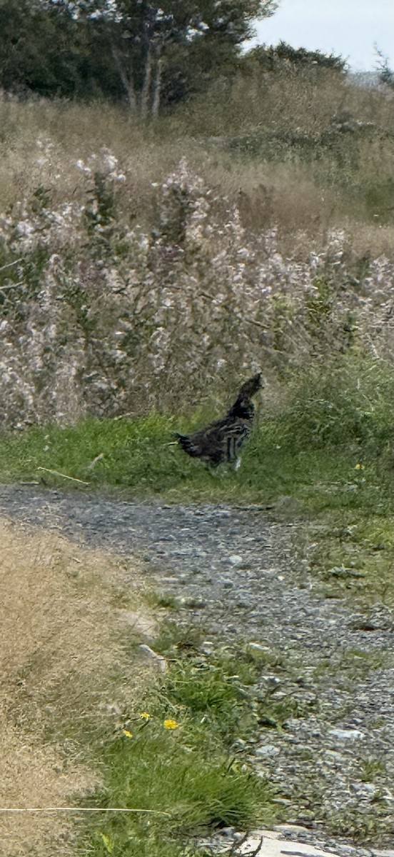 Ruffed Grouse - ML641889800