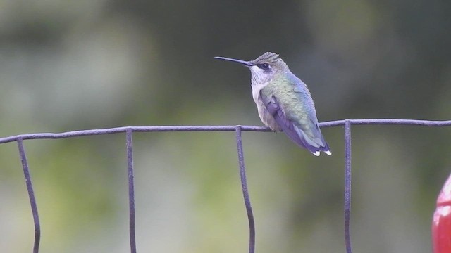 Ruby-throated Hummingbird - ML641889803